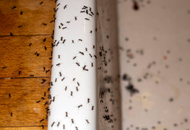 Best Pest Control Treatment  in Clara City, MN