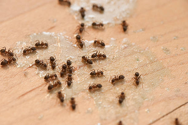 Best Emergency Pest Control  in Clara City, MN
